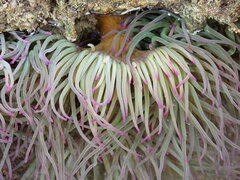 Anemonia viridis