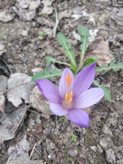 Crocus biflorus