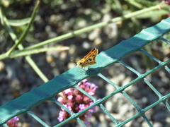 Hylephila fasciolata