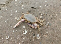 Callinectes arcuatus