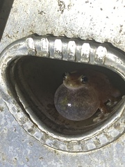 Litoria rubella