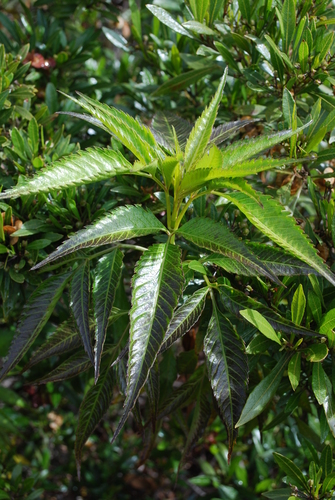 Bidens micrantha observed 2009-04-22