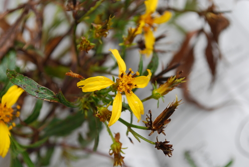 Bidens micrantha observed 2009-04-22