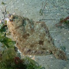 Lepidopsetta