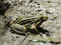 Leptodactylus luctator