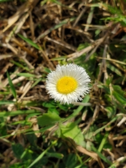Erigeron procumbens