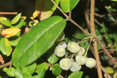Boquila trifoliolata