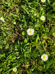 Erigeron procumbens