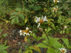 Wedelia urticaefolia