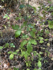 Toxicodendron diversilobum