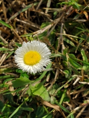 Erigeron procumbens