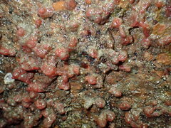 Dendrodoa grossularia