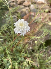 Chaenactis fremontii