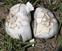Calvatia cyathiformis