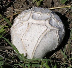 Calvatia cyathiformis