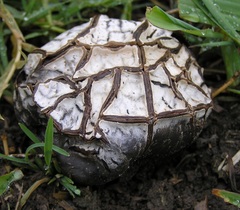 Calvatia cyathiformis