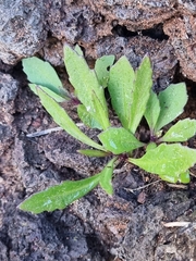 Cheirolophus massonianus