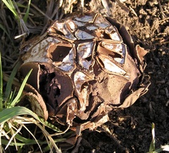 Calvatia cyathiformis
