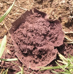 Calvatia cyathiformis