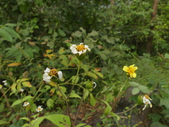 Wedelia urticaefolia