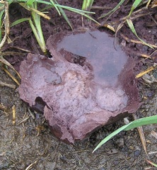 Calvatia cyathiformis