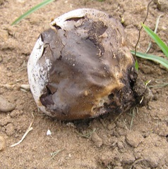 Calvatia cyathiformis
