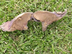 Calvatia cyathiformis