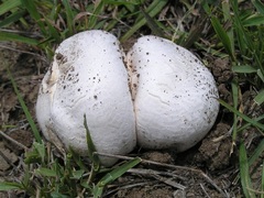 Calvatia cyathiformis