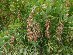 Stegnosperma halimifolium