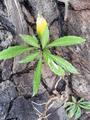 Cheirolophus massonianus