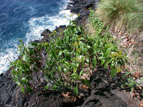 Bidens observed 2003-02-10