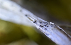 Lophodermium caricinum