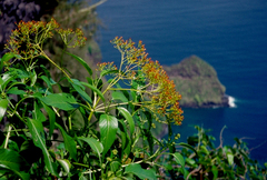 Bidens microcephala