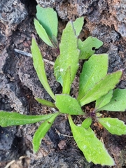 Cheirolophus massonianus