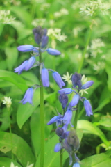 Hyacinthoides