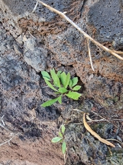 Cheirolophus massonianus