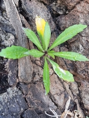 Cheirolophus massonianus