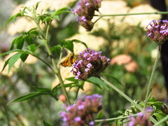 Hylephila fasciolata