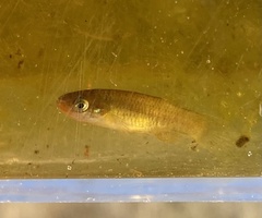 Fundulus rubrifrons