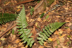 Blechnum hastatum