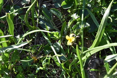 Viola praemorsa