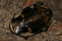 Platemys platycephala