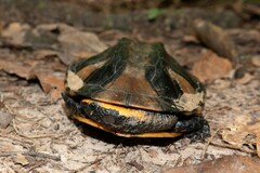 Platemys platycephala