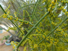 Phoradendron brachystachyum