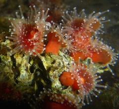 Corynactis californica