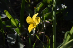 Viola praemorsa
