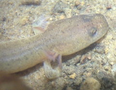 Gyrinophilus porphyriticus