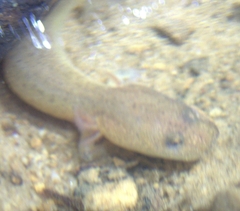 Gyrinophilus porphyriticus
