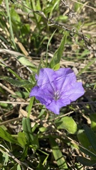 Ruellia caroliniensis heteromorpha