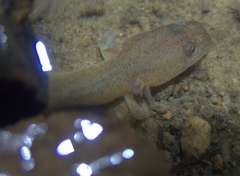 Gyrinophilus porphyriticus